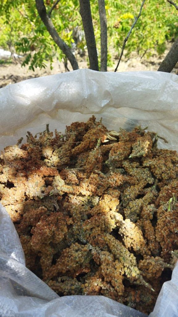 سماق قهوه ای سردشت (بسته 250 گرمی)